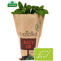 Bazylia w doniczce  BIO szt (SPRZEDAŻ PO 6 SZTUK)