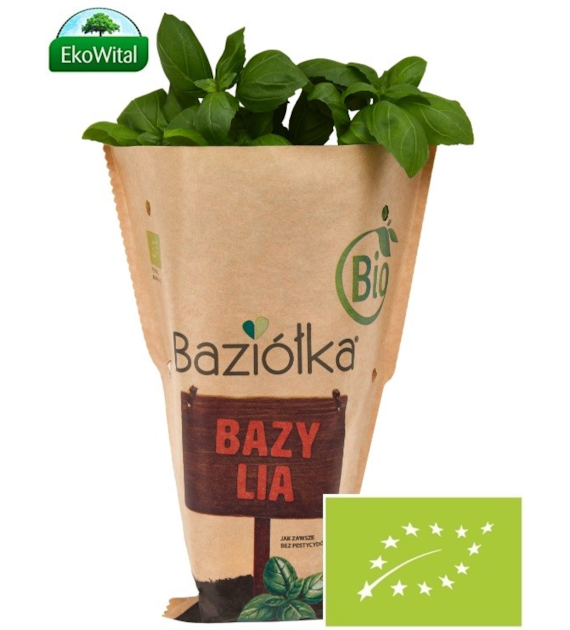 Bazylia w doniczce  BIO szt (SPRZEDAŻ PO 6 SZTUK)