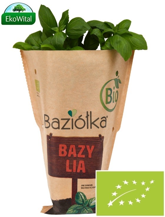 Bazylia w doniczce  BIO szt (SPRZEDAŻ PO 6 SZTUK)