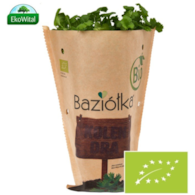 Kolendra w doniczce BIO szt (SPRZEDAŻ PO 6 SZTUK)