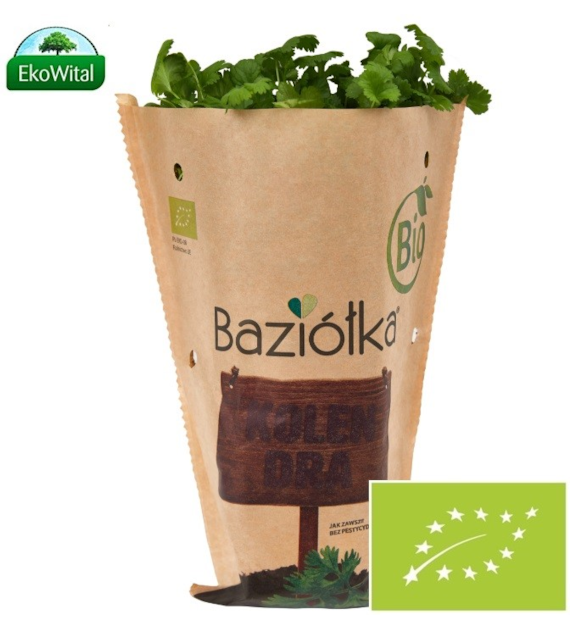Kolendra w doniczce BIO szt (SPRZEDAŻ PO 6 SZTUK)