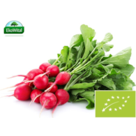 Rzodkiewka BIO IMPORT 1 szt