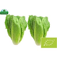 Sałata rzymska mini BIO IMPORT 2 szt