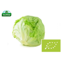 Sałata Lodowa BIO 1 szt