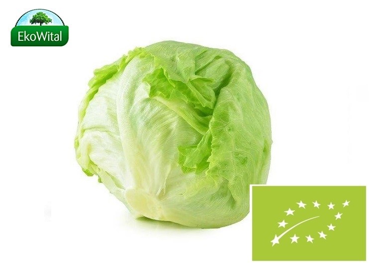 Sałata Lodowa BIO 1 szt