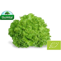 Sałata Batawia zielona BIO IMPORT 1 szt