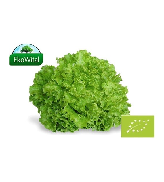 Sałata Batawia zielona BIO IMPORT 1 szt