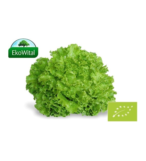 Sałata Batawia zielona BIO IMPORT 1 szt