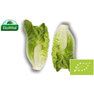 Sałata rzymska mini BIO 2 szt