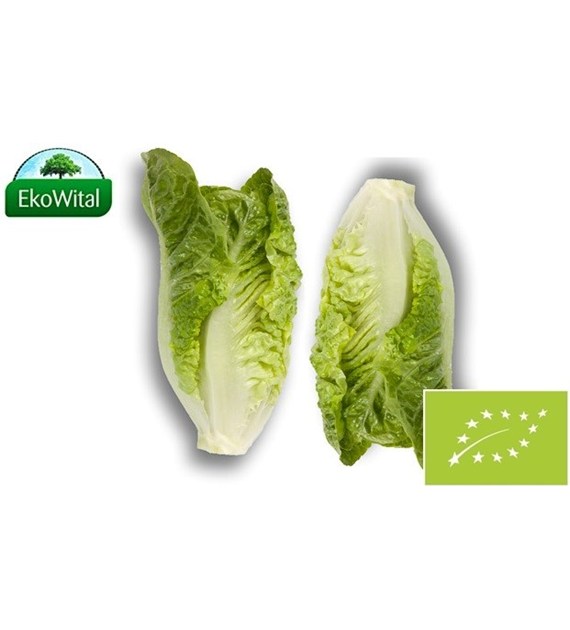 Sałata rzymska mini BIO 2 szt