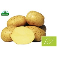 Ziemniak wczesny BIO IMPORT 1 kg #