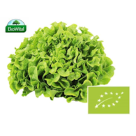 Sałata dębolistna zielona BIO 1 szt