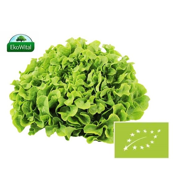 Sałata dębolistna zielona BIO 1 szt