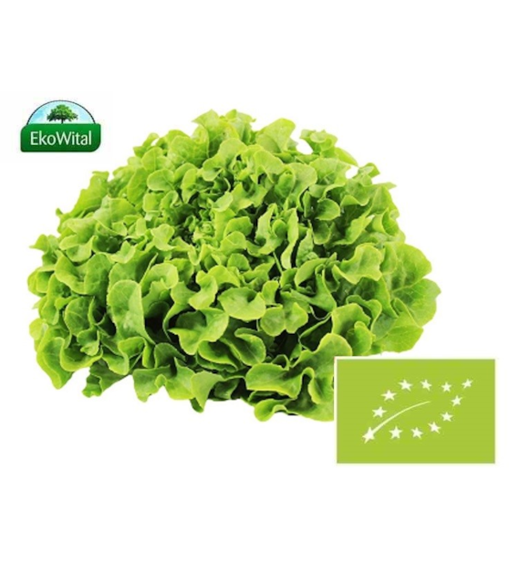 Sałata dębolistna zielona BIO 1 szt