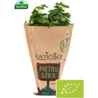 Natka pietruszki w doniczce BIO szt (SPRZEDAŻ PO 6 SZTUK)