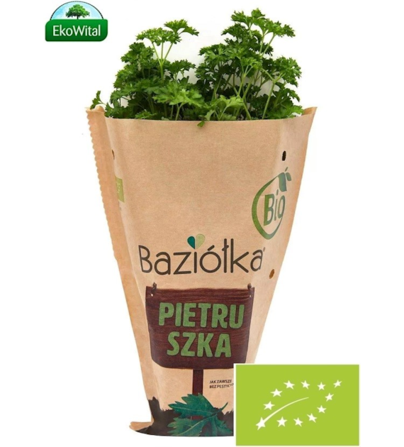 Natka pietruszki w doniczce BIO szt (SPRZEDAŻ PO 6 SZTUK)
