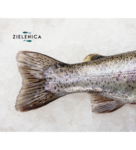 Pstrąg patroszony świeży  BIO (opakowanie ok.200-400 g)