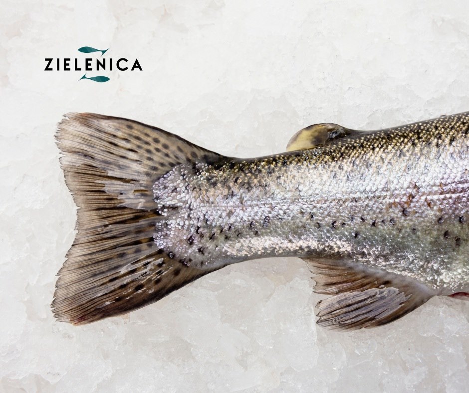 Pstrąg patroszony świeży  BIO (opakowanie ok.200-400 g)