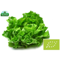 Sałata masłowa BIO 1 szt