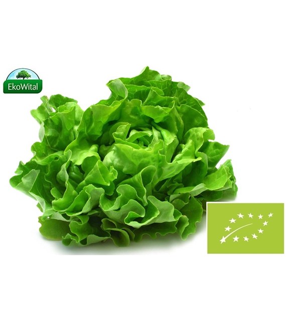 Sałata masłowa BIO 1 szt