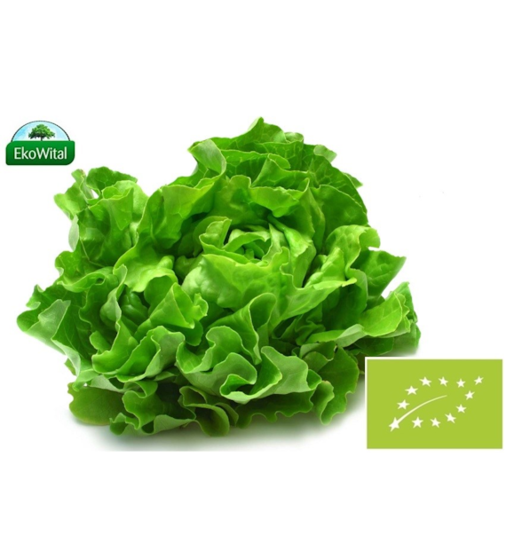 Sałata masłowa BIO 1 szt