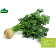 Seler młody BIO 1 szt