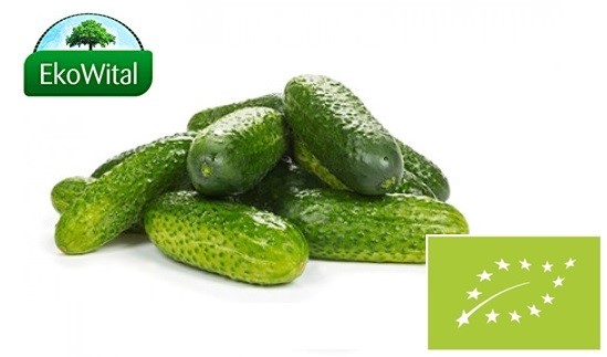 Ogórek gruntowy BIO 1 kg #